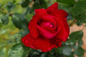 intimitatea in timpul tratamentelor: ce trebuie sa stii despre relatii