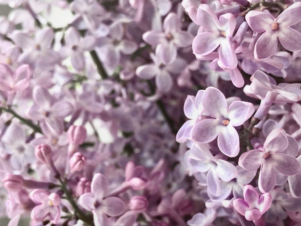 cum se curata lavanda