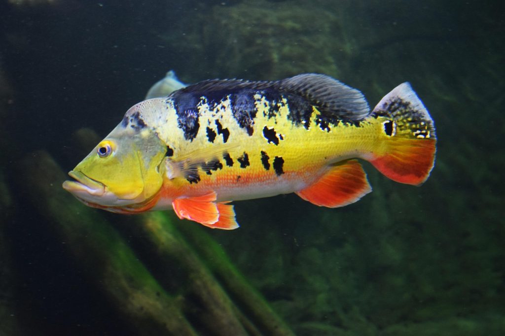 cum se curata calcanul