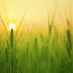 morgan freeman tanar