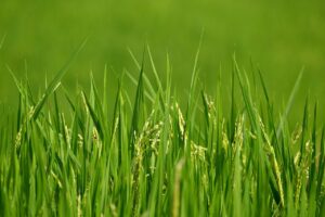 cum se face orezul cu legume