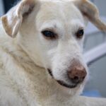 analize tiroida gratuite