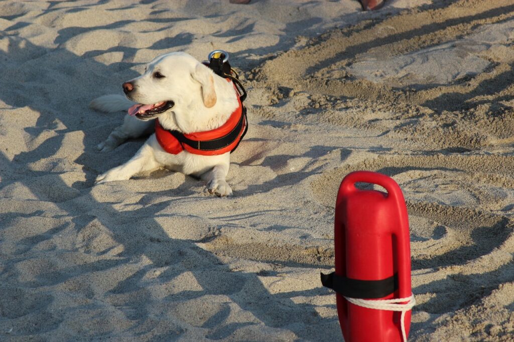 baywatch actori