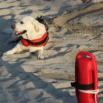 baywatch actori