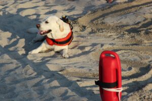baywatch actori