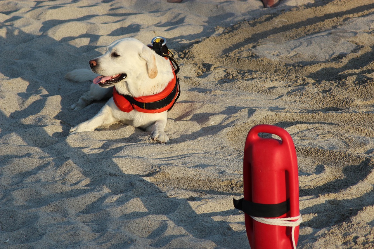 baywatch actori