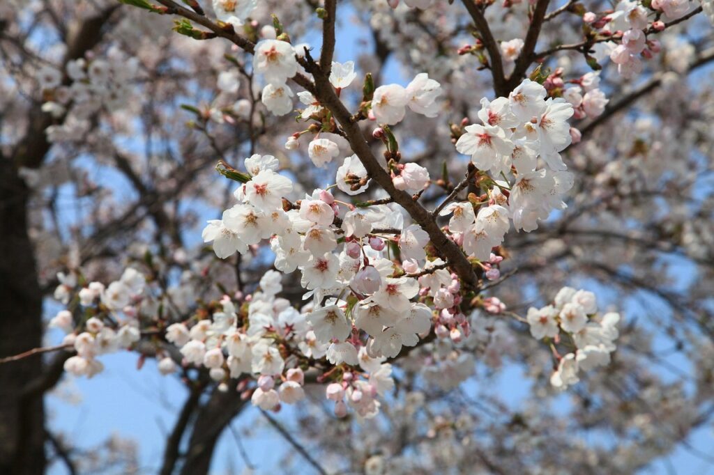 festivalul ciresilor japonia