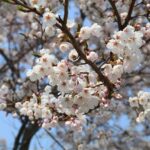 festivalul ciresilor japonia